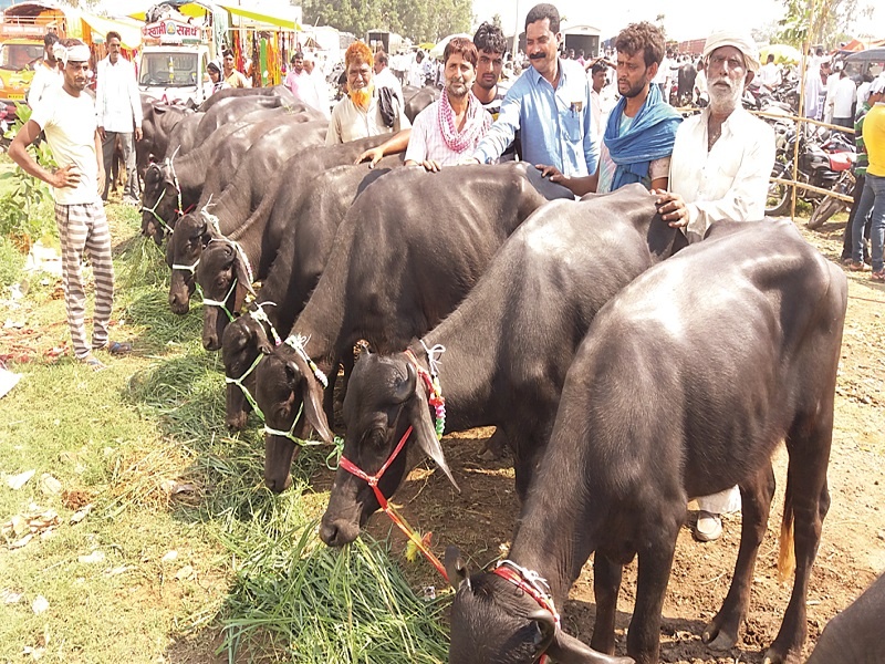 Cows, buffaloes in Haryana in the Kashi market | काष्टीच्या बाजारात हरियाणातील गायी, म्हशी