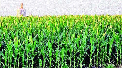 Maize farming is covered with green shawls! | मका शेती हिरव्या शालूने नटली!