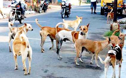 Bites between two dogs taken by the mokat dogs in Nashik | नाशकात मोकाट कुत्र्यांनी घेतला दोघांना चावा