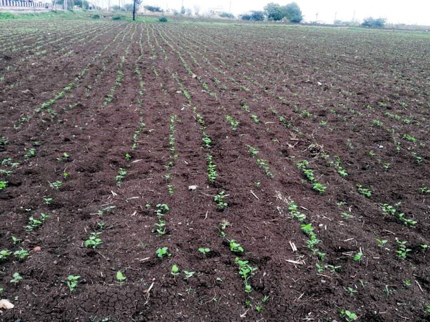 35% sowing of kharif season in Parbhani district after a month | परभणी जिल्ह्यात महिनाभरानंतर खरीप हंगामातील ३५ टक्के पेरणी