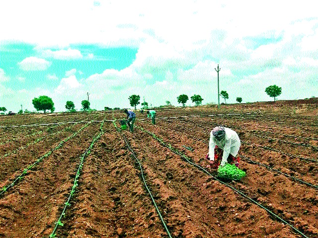 Accelerate agricultural activities in Rajapur area | राजापूर परिसरात शेती मशागतीच्या कामांना वेग