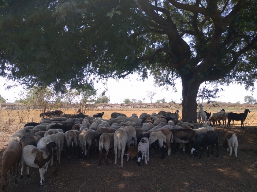 Shepherds roam in search of food and water | अन्न पाण्याच्या शोधार्थ मेंढपाळाची भटकंती