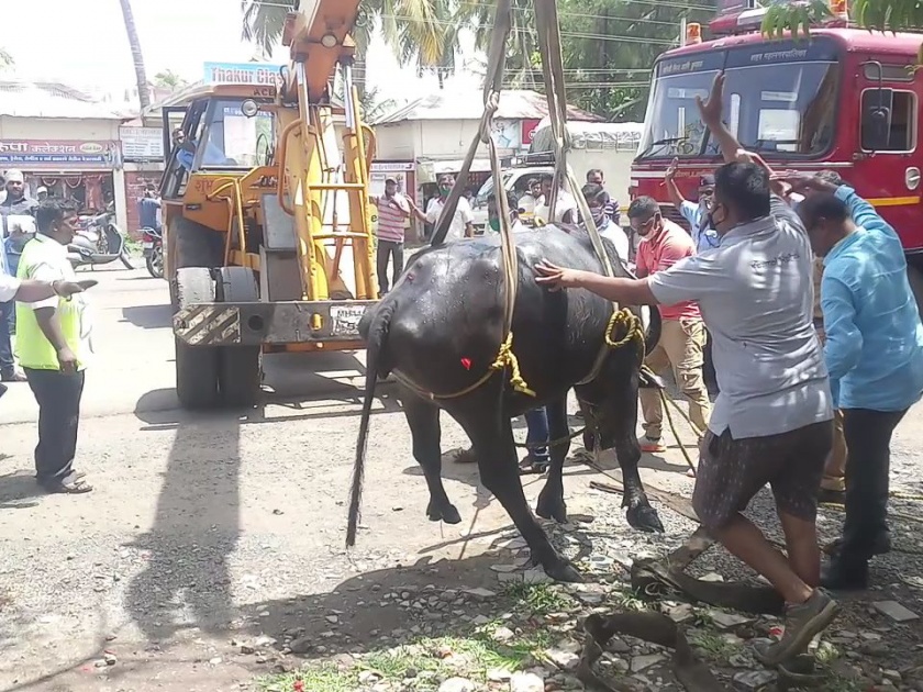 Rescue of buffalo in gutter, help of crane: Fire brigade, rescue from animal relief | गटारीत पडलेल्या म्हशीला वाचविले, क्रेनची मदत