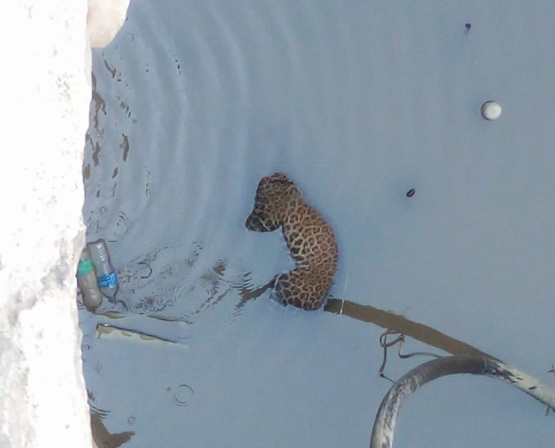  Dying of leopards lying in well in Talwade | तळवाडे येथे विहिरीत पडून बिबट्याचा मृत्यू