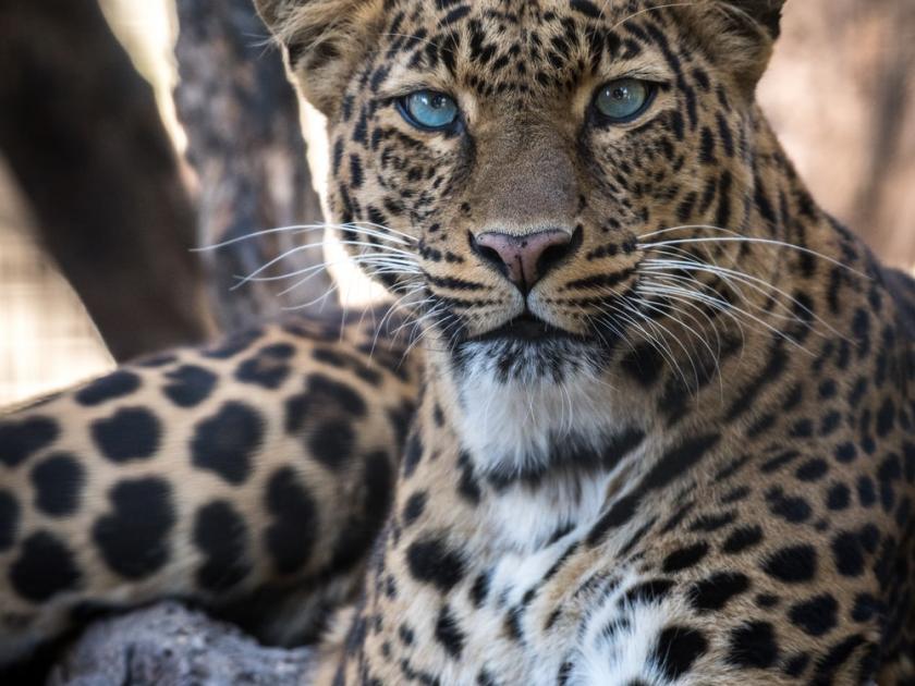 Shocking! Leopard hunts dog in Patlipadya, Thane | धक्कादायक! ठाण्याच्या पातलीपाडयामध्ये बिबट्याने केली कुत्र्याची शिकार