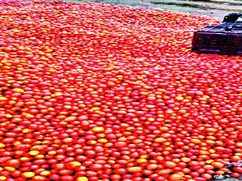 The oil went ... the ghee went too ... two rupees per kg: the farmers fall in the district in the Himalayas Tomato Prices | तेल गेले...तूपही गेले... दोन रुपये किलो : शेतकरी हवालदिल टमाटा भावात जिल्ह्यात घसरण