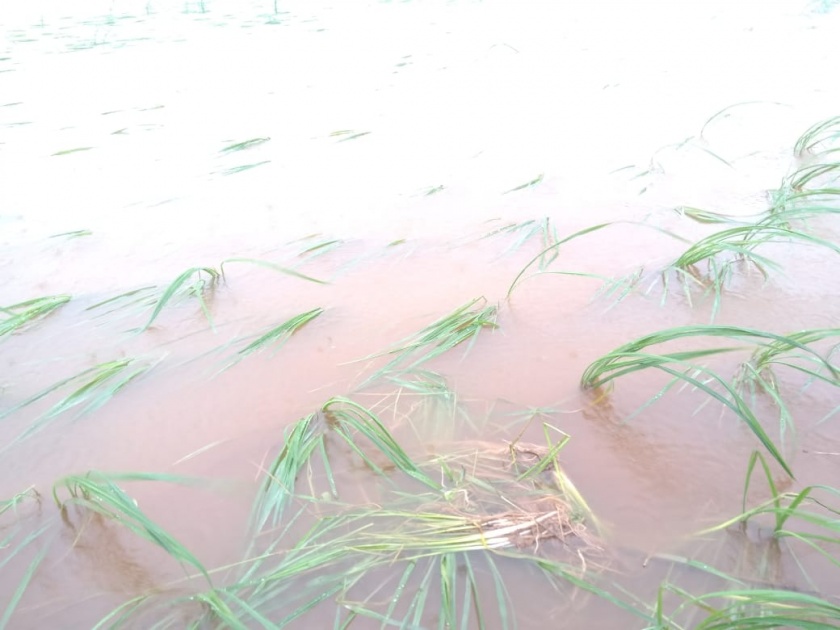 Damage of crops on 3,000 hectares due to heavy rainfall | अतिवृष्टीमुळे २१ हजार हेक्टरवरील पिकांचे नुकसान