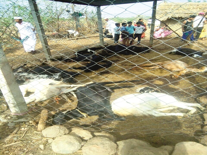 ShotScricket due to the storm: 18 goats damaged, loss of two lakhs | वादळामुळे शॉटसर्किट : १८ शेळ्या दगावल्या, दोन लाखांचे नुकसान