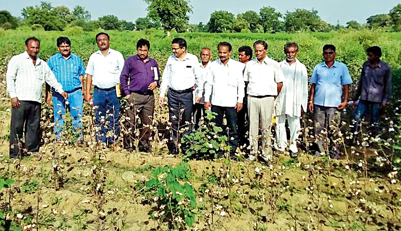 Fungal disease attack on cotton crop | कपाशी पिकावर बुरशीजन्य रोगाचा हल्ला
