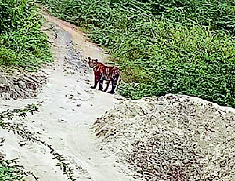 Two tigers in the mine area | खाण परिसरात दोन वाघांचा वावर