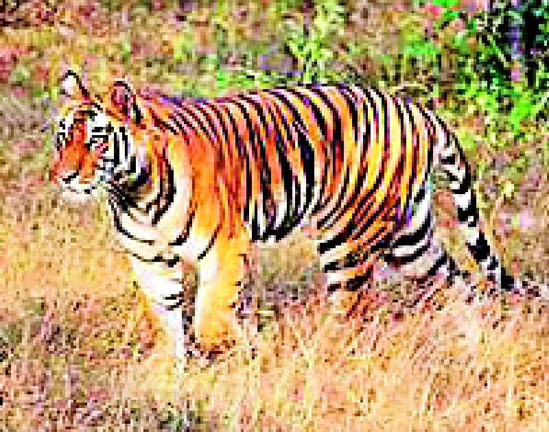 Tigers finally get rid of orders | ठार मारण्याच्या आदेशाने वाघग्रस्तांची अखेर सुटका