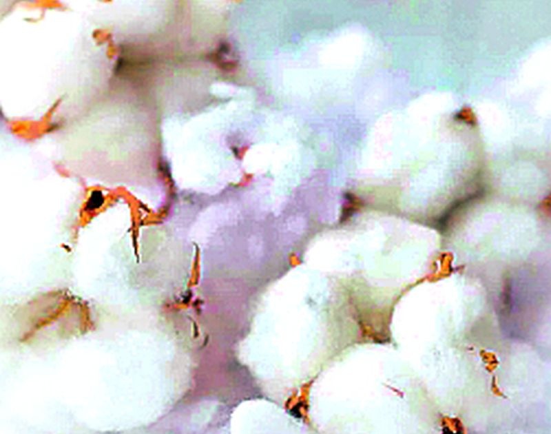 Contempt of Ner cotton growers in Yavatmal | नेरच्या कापूस उत्पादकांची यवतमाळात अवहेलना