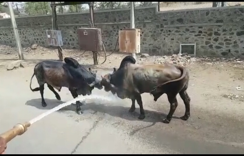  Pimpalgaon Baswant with two Bull battles | पिंपळगाव बसवंत येथे दोन वळूंची झुंज