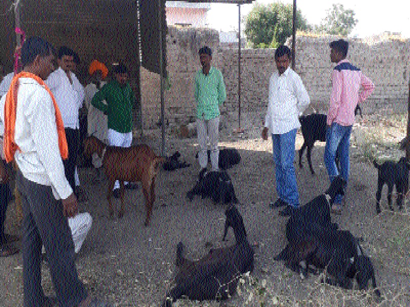 26 goats poisoning in water in Manmad 12 dead | मादळमोहीमध्ये पाण्यातून २६ शेळ्यांना विषबाधा; १२ मृत्युमुखी