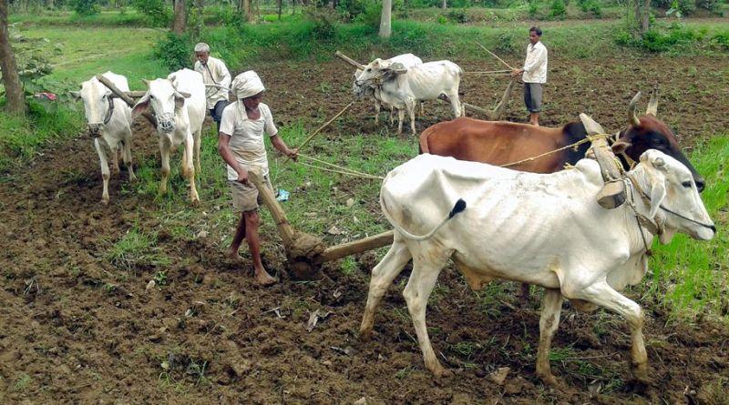 Crop insurance is brought down by one crore farmers in the state | राज्यातील एक कोटी शेतकऱ्यांनी उतरविला पीक विमा