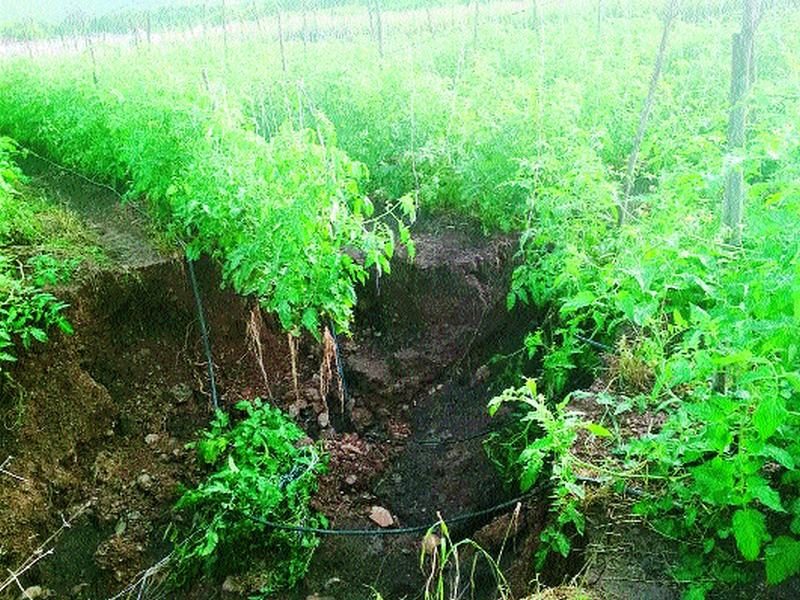  Loss of agriculture in Mangsare, Makhlamabad area | मुंगसरे, मखमलाबाद भागात शेतीचे नुकसान