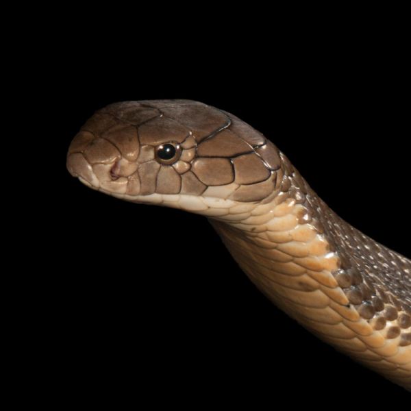Research on poison of snakes on Vidarbha | विदर्भात सापांच्या विषावर संशोधन!
