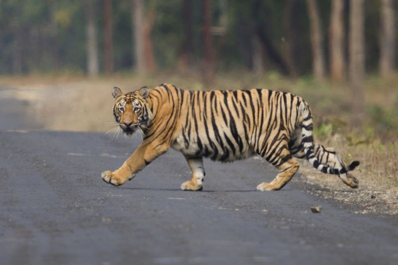 six-hour walks of the tiger on the Halada-Bodda road in Chandrapur district | चंद्रपूर जिल्ह्यातील हळदा-बोडधा रस्त्यावर वाघाचा सहा तास डेरा