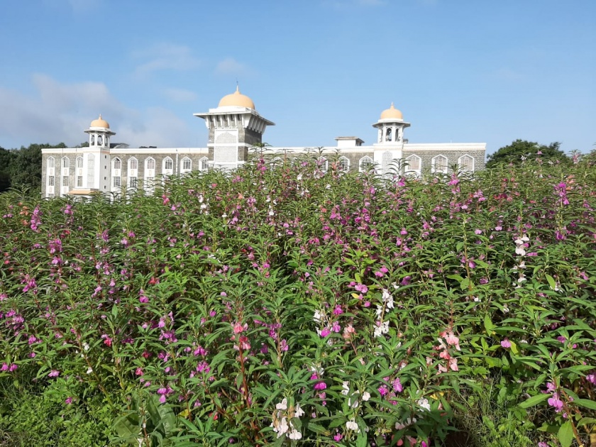 Shivaji University campus is filled with colorful flowers | रंगीबेरंगी फुलांनी शिवाजी विद्यापीठाचा परिसर फुलला