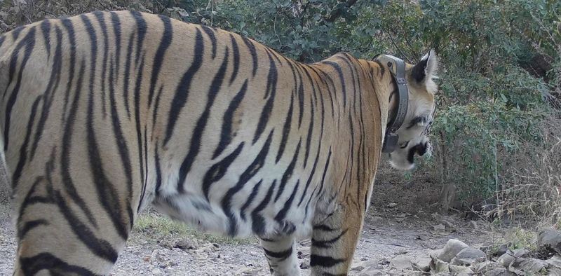Tigress from Madhya Pradesh came to Melghat | मध्यप्रदेशातील वाघीण आली मेळघाटातील अंबाबरवात