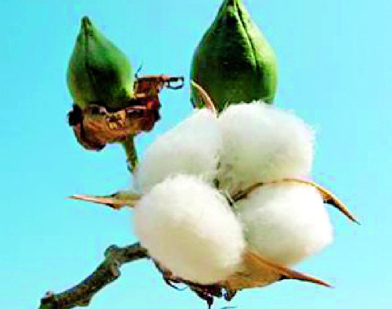 1764 Farmers register cotton online | १७६४ शेतकऱ्यांनी केली कापसाची ऑनलाईन नोंदणी