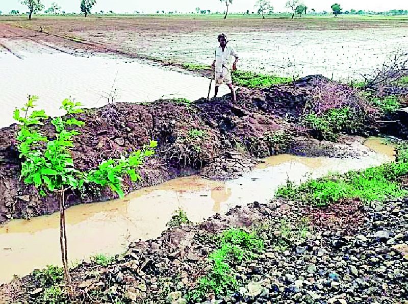 650 hectares of agricultural land under water in Daryapur taluka | दर्यापूर तालुक्यात ६५० हेक्टर शेतजमीन पाण्याखाली