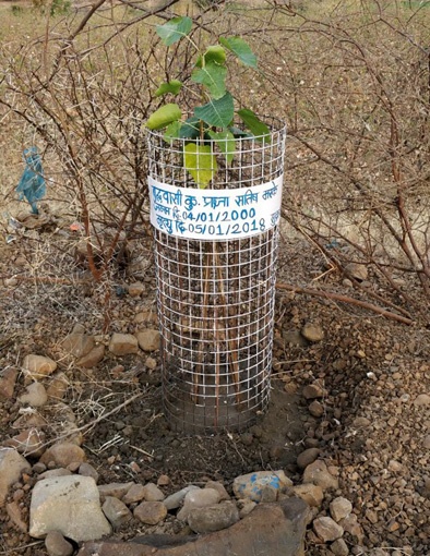 Sapling memory by planting pimple in Ambajogai | अंबाजोगाईत पिंपळाचे झाड लावून जपल्या स्मृती