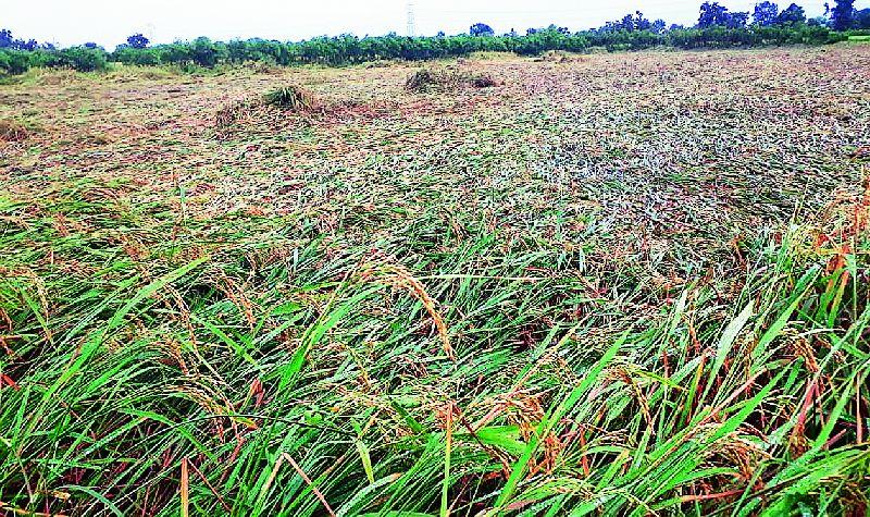 Paddy crop destroyed in rains | पावसात धान पीक उद्ध्वस्त