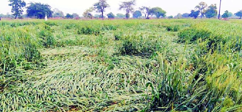 Rabi crop on 57 thousand hectares threatened | ५७ हजार हेक्टरवरील रबी पीक धोक्यात