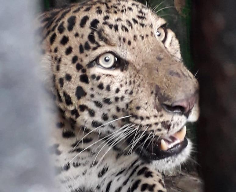 Leopards seized in Dudgaon | दुडगावला बिबट्या जेरबंद