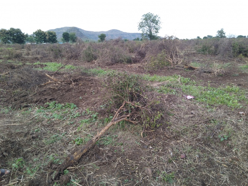 Oilseeds destroyed seven acres of pomegranate orchards | तेल्या रोगामुळे सात एकर डाळिंब बाग तोडली