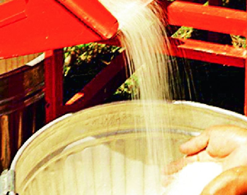 Jay Shriram, HMT, Chinnor Rice exports to increase | जय श्रीराम, एचएमटी, चिन्नोर तांदळाची वाढणार निर्यात