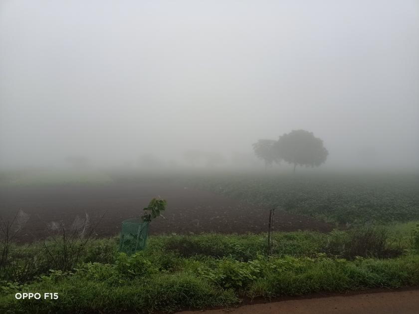 Adverse effects of fog on kharif crops and rabi seedlings | धुक्याचा खरिपाच्या पिकांवर व रब्बीच्या रोपांवर विपरीत परिणाम