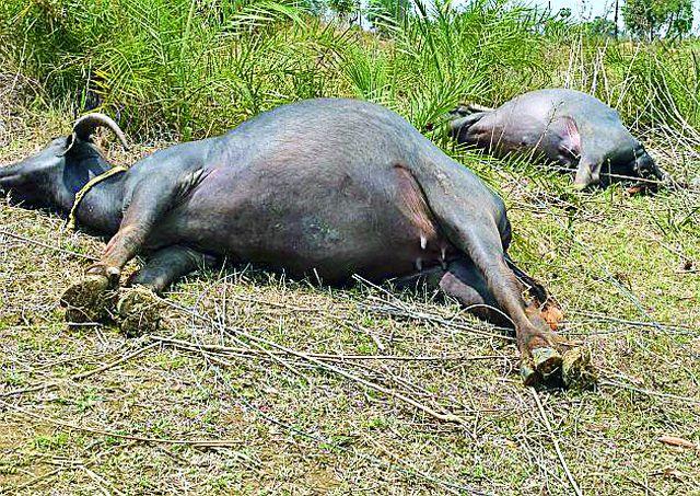 Two buffaloes were killed by electric shocks | वीजेच्या धक्क्याने दोन म्हशी ठार
