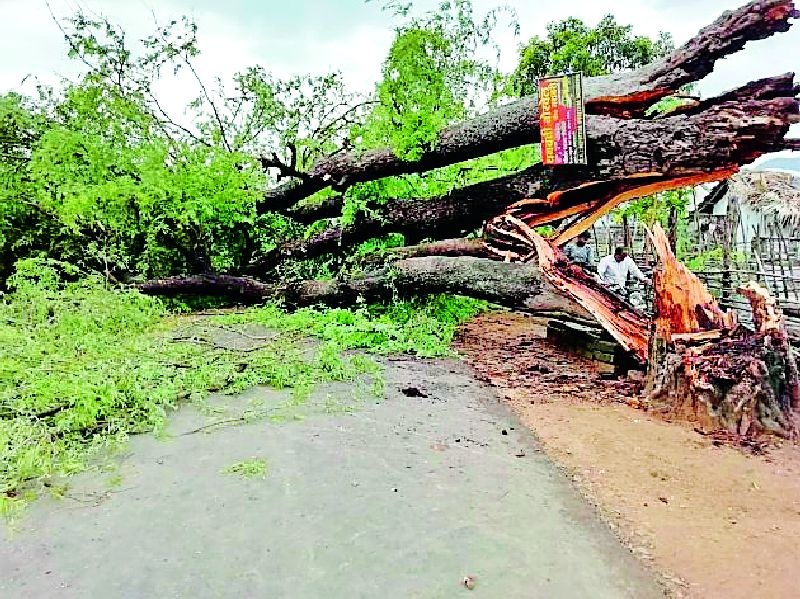 Traffic jam due to collapse of the tree | झाड कोसळल्याने वाहतूक ठप्प