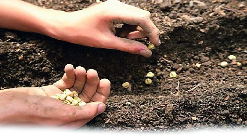 Why expensive seeds in the market? | बाजारातले महागडे बियाणे कशाला, घरातलेच धान करेल तुम्हाला मालामाल
