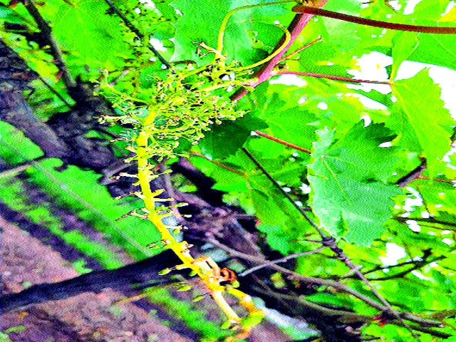 Damage to 5 percent of vineyards in the district | जिल्ह्यातील ४० टक्के द्राक्षबागांचे नुकसान
