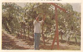 Commencement of pre-pruning cultivation in Dindori taluka | दिंडोरी तालुक्यात द्राक्षे छाटणीपूर्व मशागतीस प्रारंभ