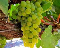 Two crore fraud of grape growers | द्राक्ष उत्पादकांची दोन कोटींची फसवणूक