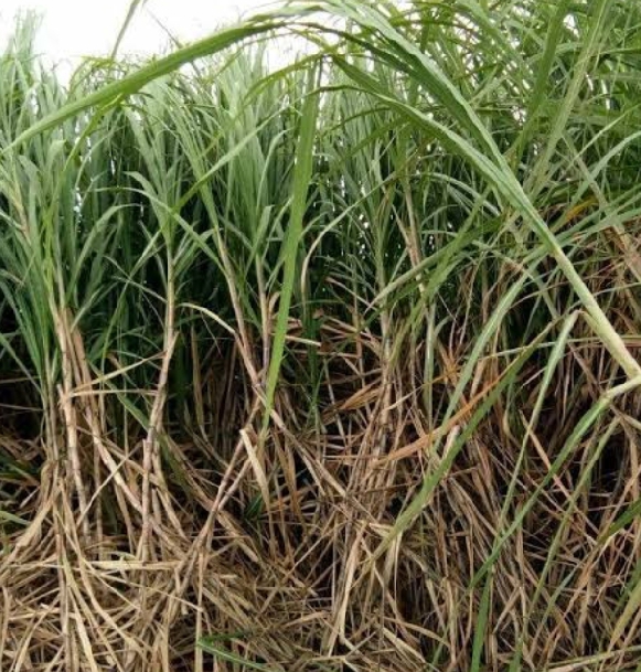 Corona worries sugarcane workers | कोरोनामूळे ऊसतोड मजुर चिंतेत
