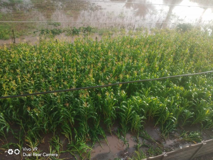  Rainfall crops hit Khedgaon area | खेडगाव परिसरात पावसाचा पिकांना फटका