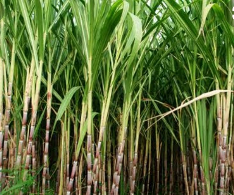 Sugarcane will be grown in Dindori taluka this year | दिंडोरी तालुक्यात यंदा उसाची गोडी वाढणार