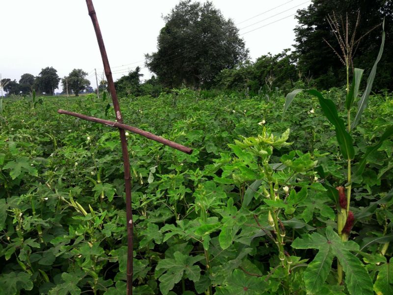 Use of great natural farming in Lusur farmer | लासूर येथील शेतकºयाचा उत्तम नैसर्गिक शेतीचा प्रयोग