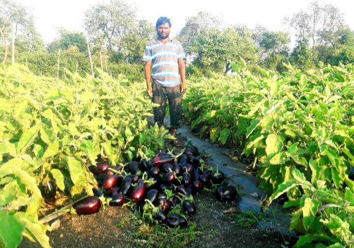 Eggplant was harvested in the field due to low price | कवडीमोल दरामुळे शेतातच तोडून टाकली वांगी