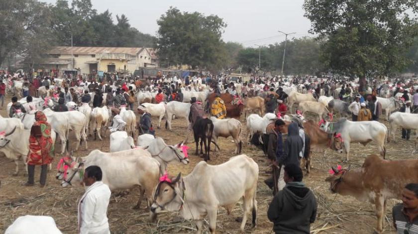 One crore turnover at the cattle rally at Talod | तळोद्याच्या पशू मेळाव्यात एक कोटीची उलाढाल
