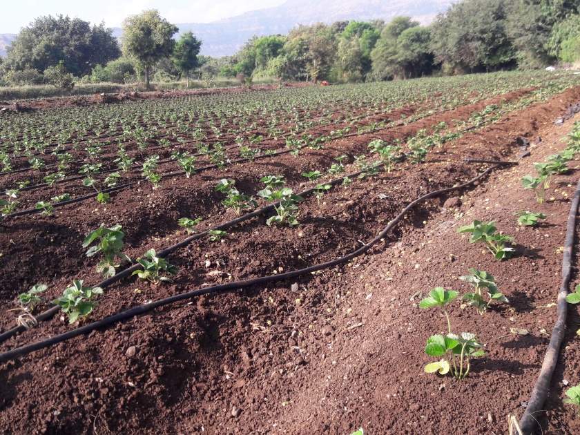 Satara: Decrease in the production of strawberry plants; Increase in the price, the final stage of planting | सातारा : स्ट्रॉबेरी रोपांच्या निर्मितीत घट; दरात वाढ, लागवड अंतीम टप्यात