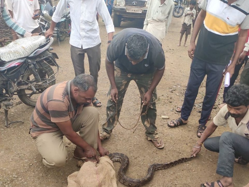 A dragon was caught in the village of Ratnapada in Raver taluka | रावेर तालुक्यातील रतनपाडा गावात पकडला अजगर