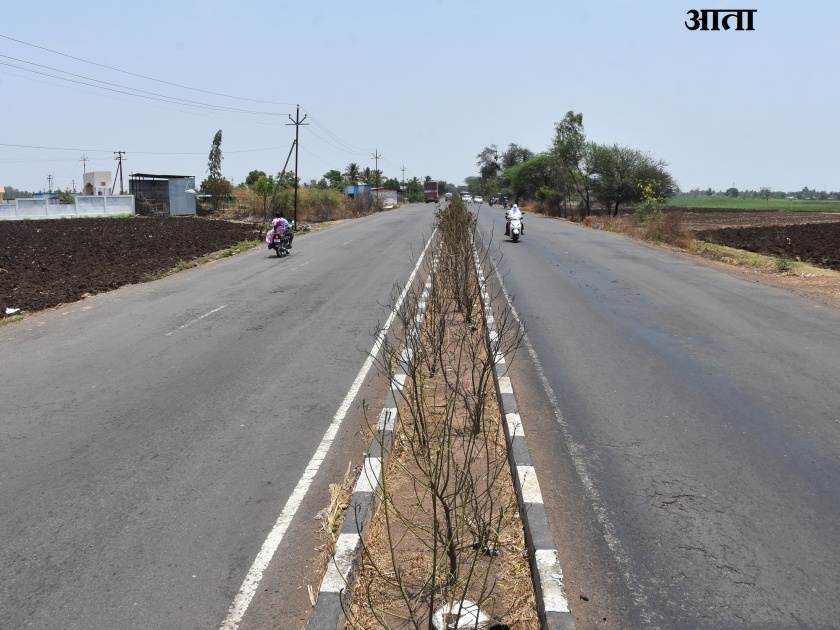 Complaint about trees on Sangli-Peth road | सांगली-पेठ रस्त्यावरील वृक्षलागवडीबद्दल तक्रार