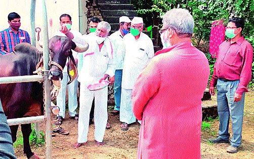 Vaccination of animals at Tarsali | तरसाळी येथे जनावरांचे लसीकरण