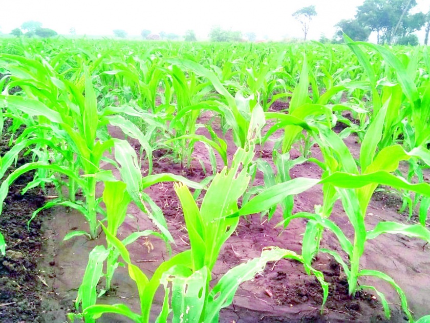  Influence of military aloe on maize crop | मका पिकावर लष्करी अळीचा प्रार्दूभाव